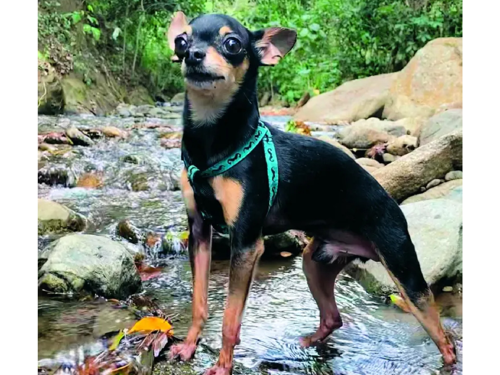 Joven en Medellín creyó que su perro era un dóberman, pero se llevó sorpresa meses después