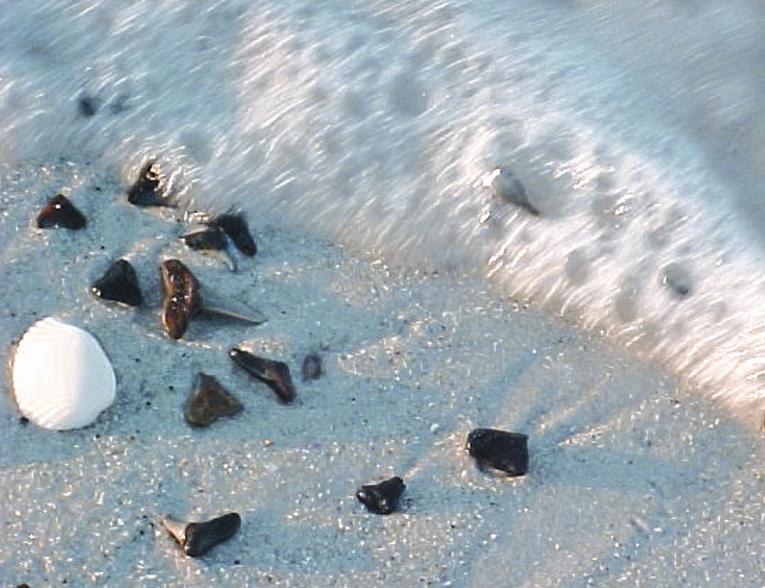 Venice: en busca de dientes de tiburón.