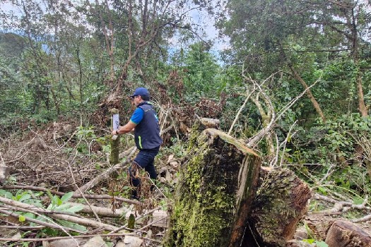 CAR anunció sanción por tala de árboles nativos en Albán, Cundinamarca