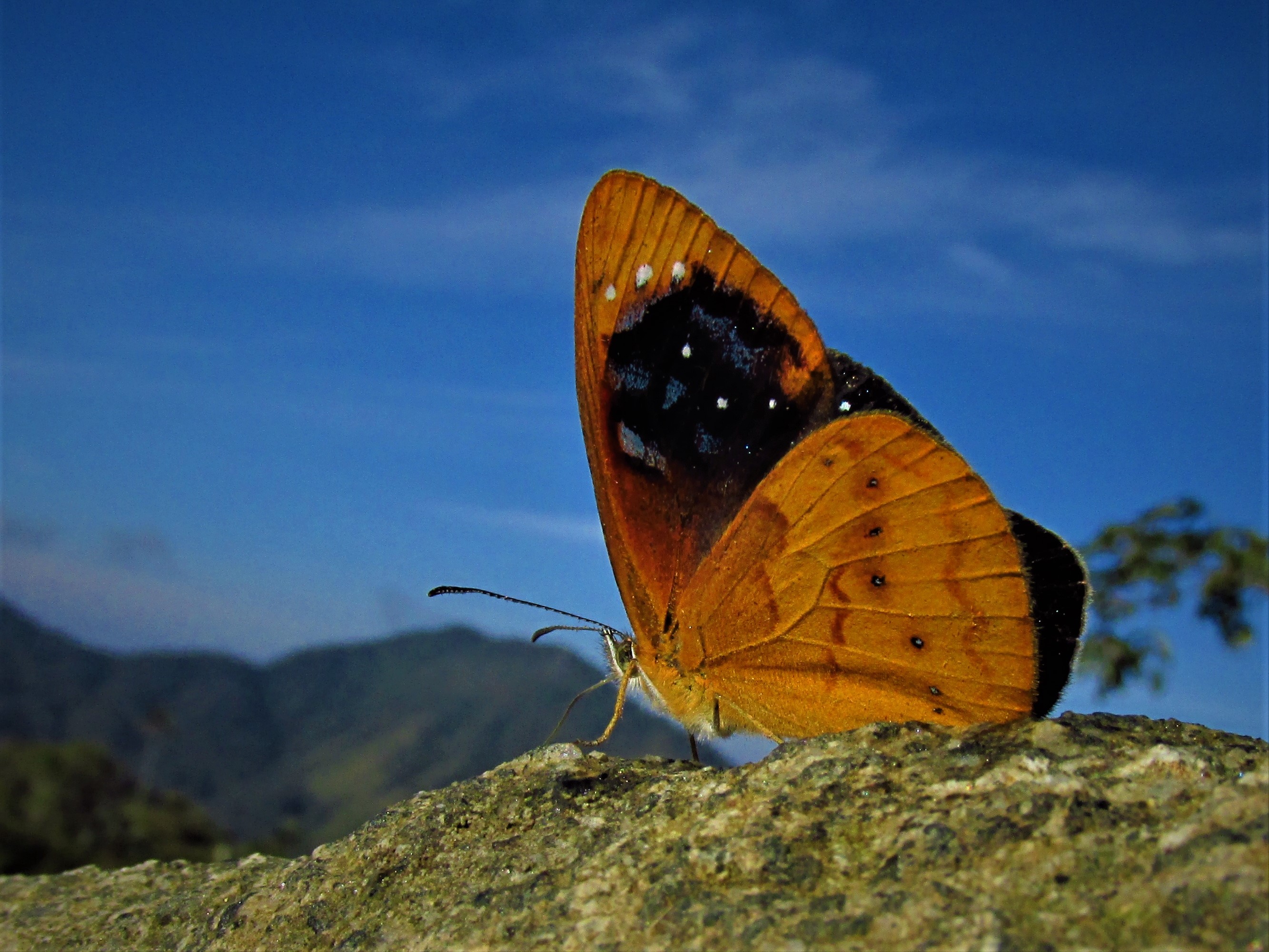 Lymanopoda caeruleata vista ventral.
