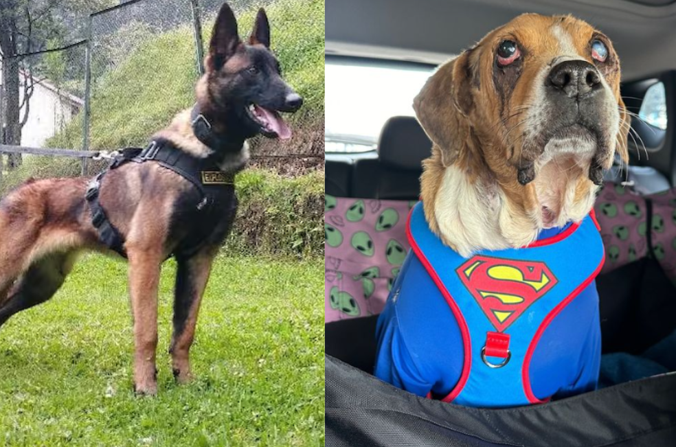 Estos perros han hecho historia en Colombia: un homenaje a su valentía y lealtad