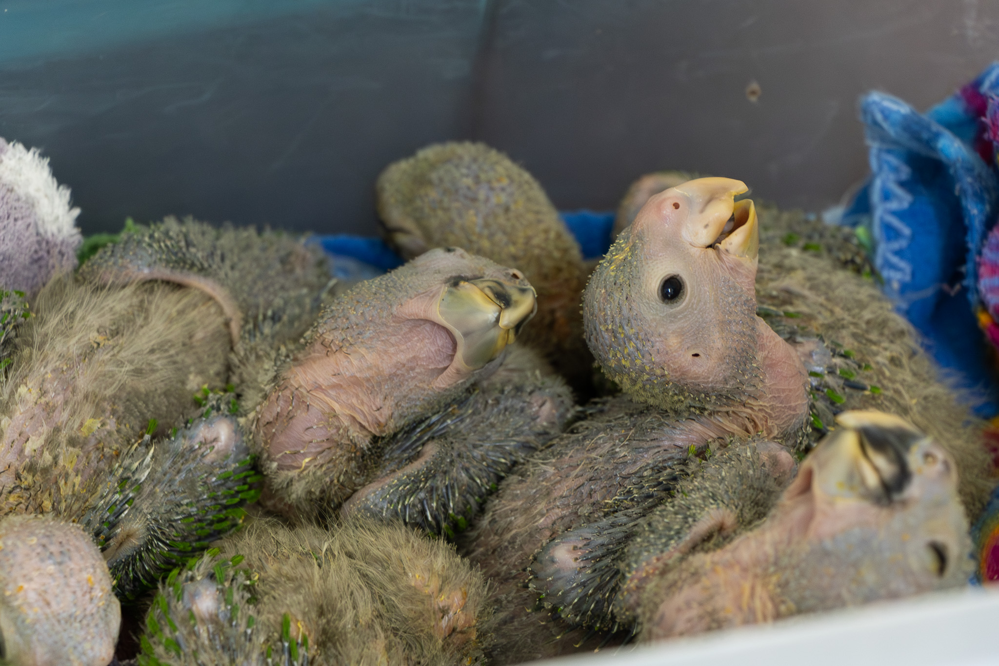 Loros decomisados