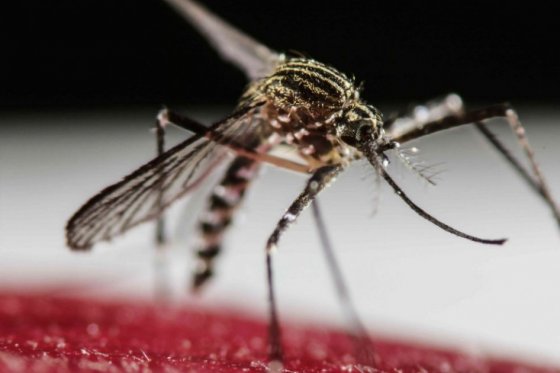 China confirma primer caso de zika