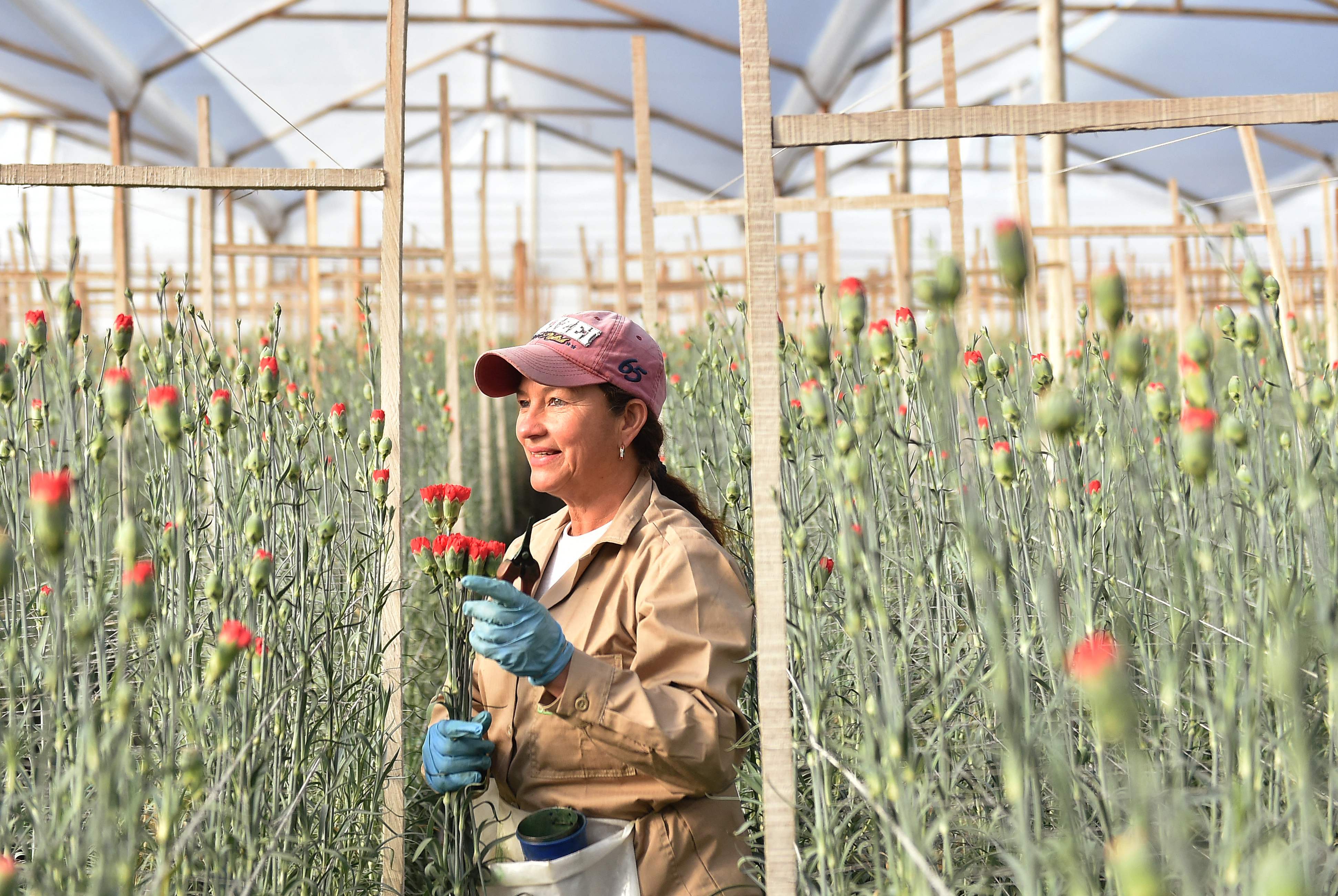 Así se prepararon los floricultores colombianos para San Valentín