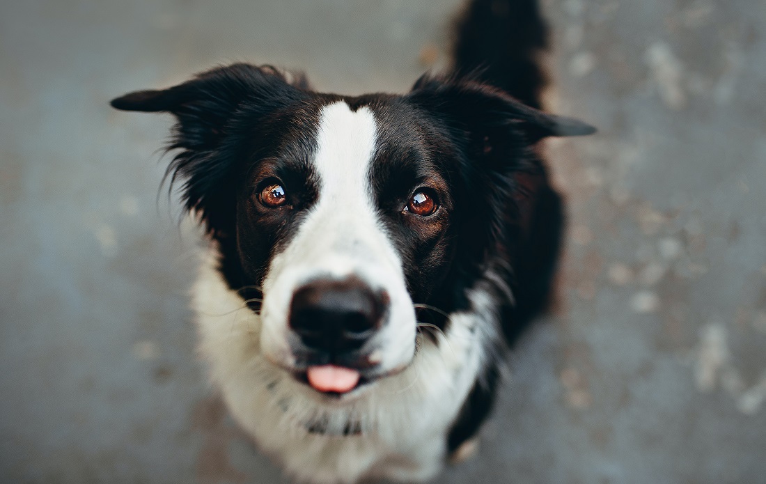 El “boom” de las mascotas, vía de escape contra la extinción de los perros pastores