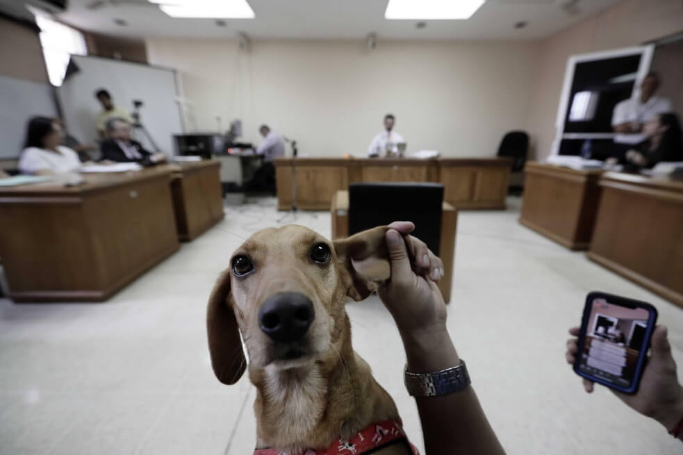 Campeón, el primer perro maltratado que asiste a un juicio en Costa Rica