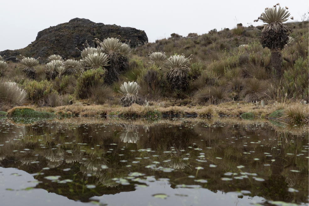 Con muchas preguntas, se cocina la idea de crear una reserva temporal en Santurbán  