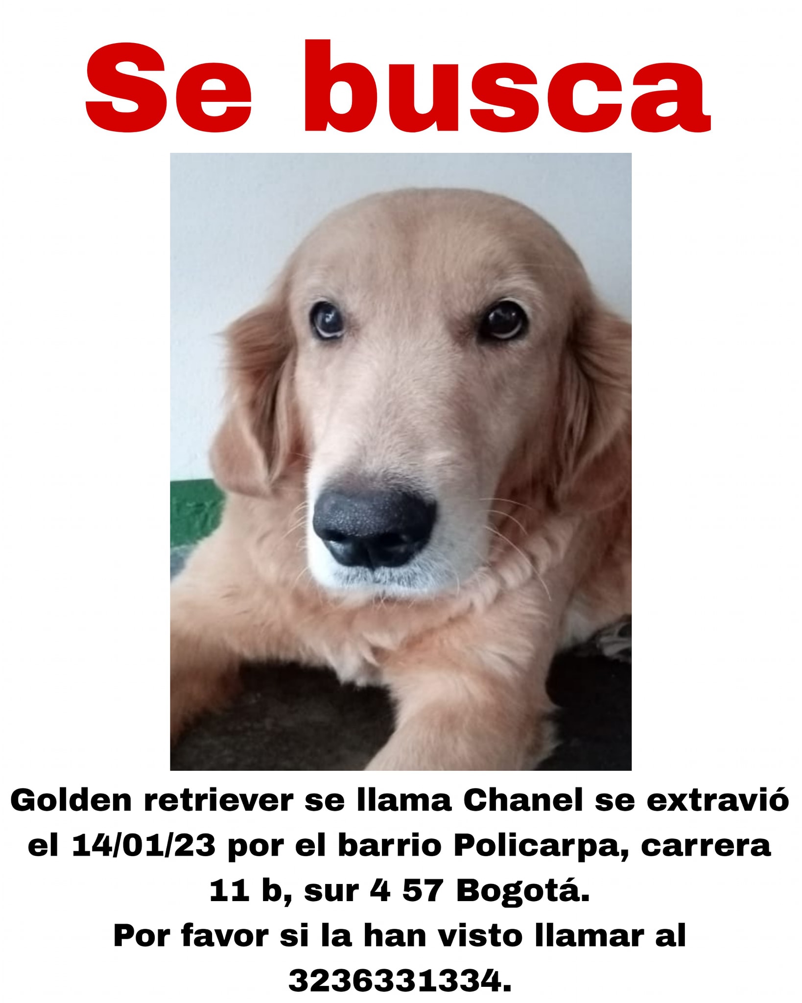 Perros perdidos en Bogotá, ¿los ha visto?