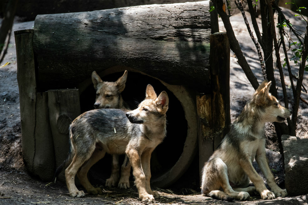Ocho crías de lobo mexicano nacen en zoo para luchar contra su extinción