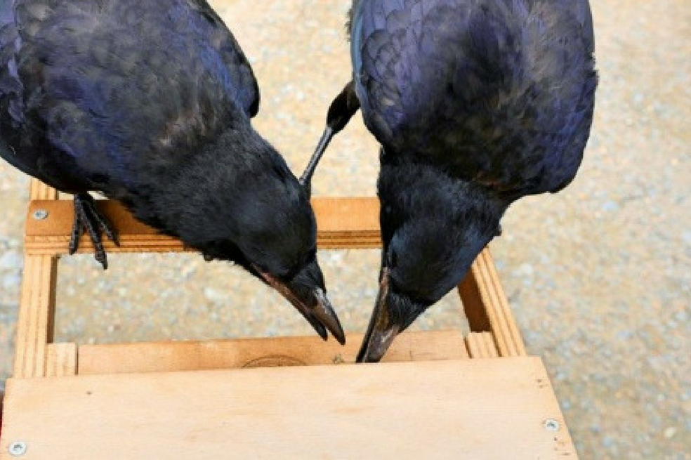 Seis cuervos (y varios humanos) son los encargados de recoger basura en un parque francés 