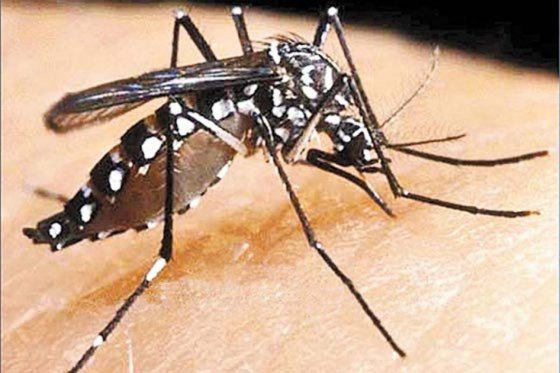 Alerta en Medellín por incremento de casos de dengue