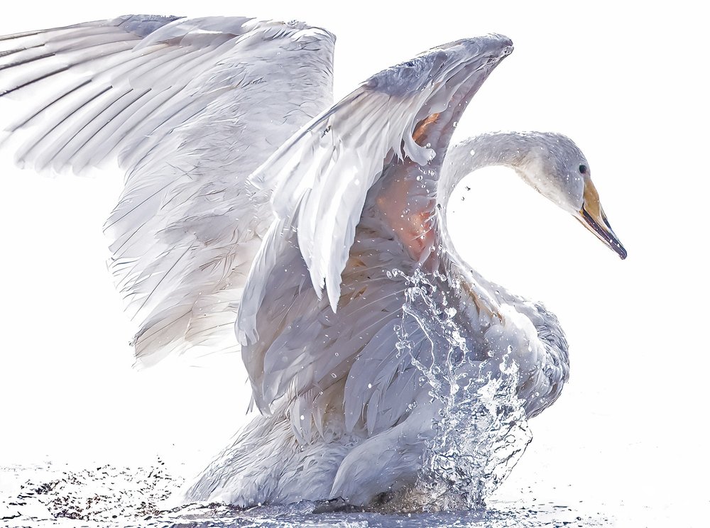 Estas son algunas de las fotografías galardonadas por el World Nature Photography