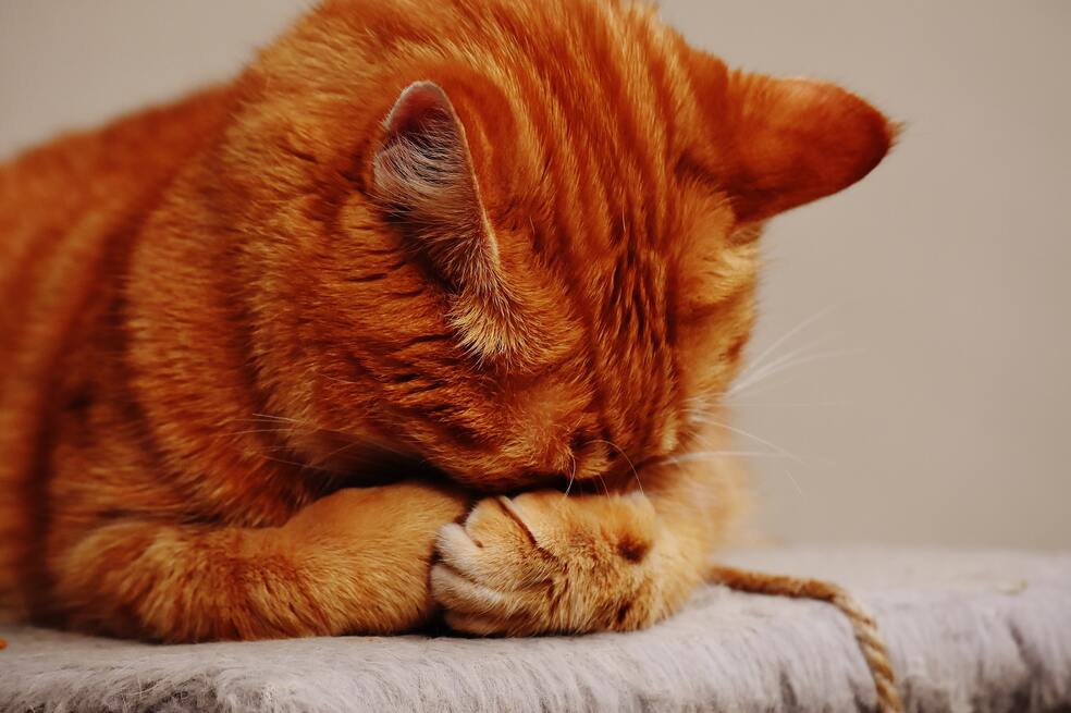 Gata triste