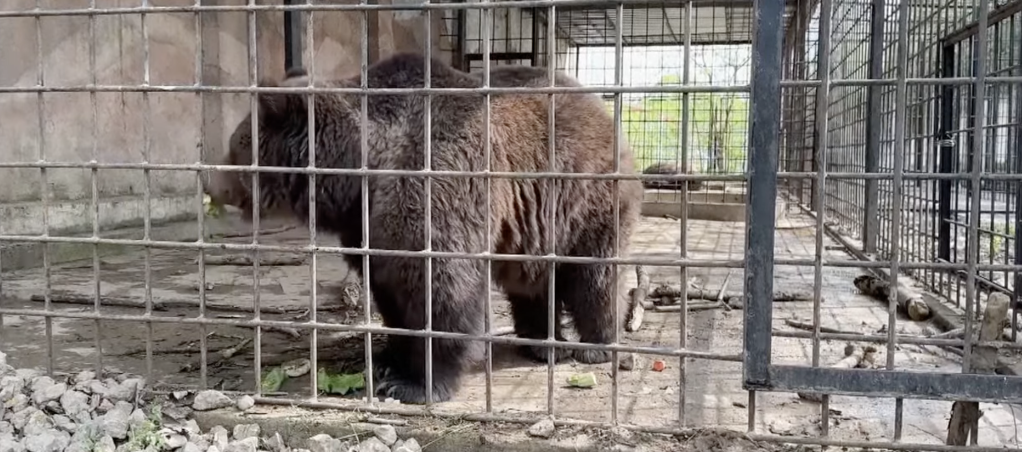 Luto en Crimea: 200 animales mueren tras el incendio de un zoológico