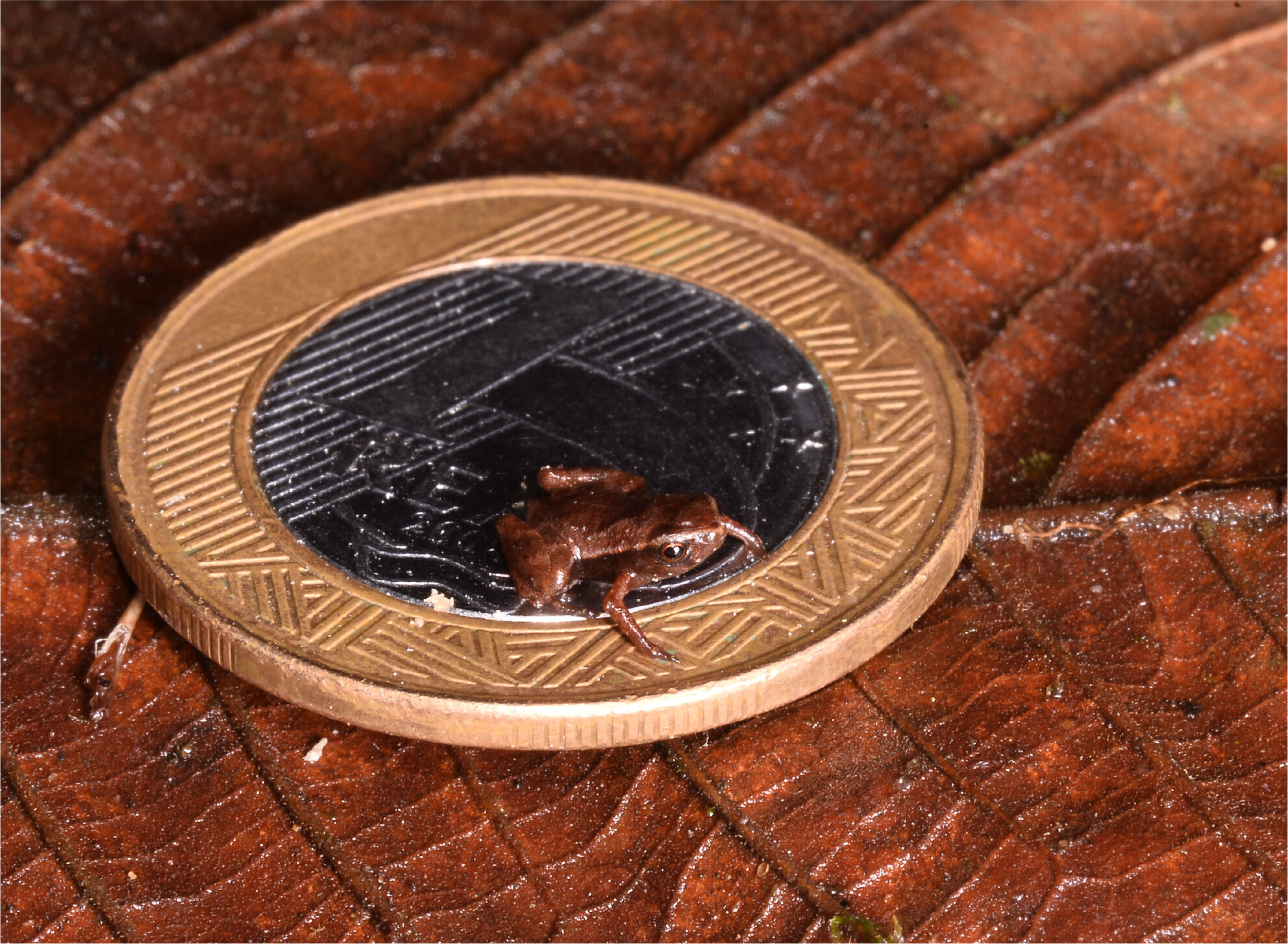 Esta rana, más chica que una moneda, puede ser el vertebrado más pequeño del mundo