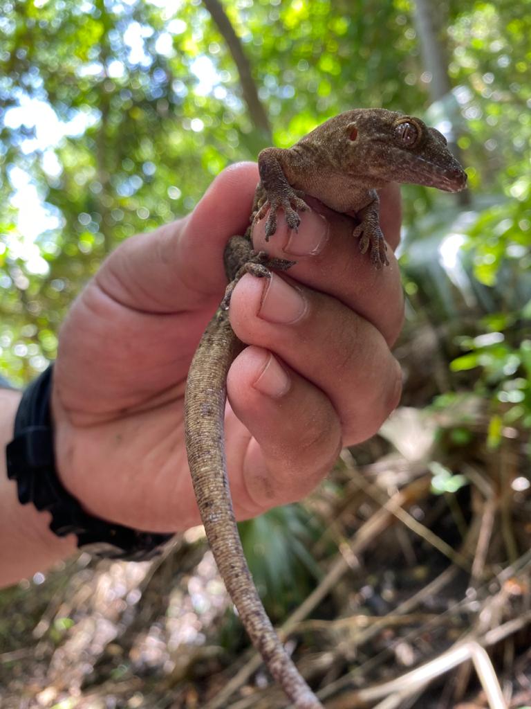 Así renace la biodiversidad en Providencia luego del huracán Iota