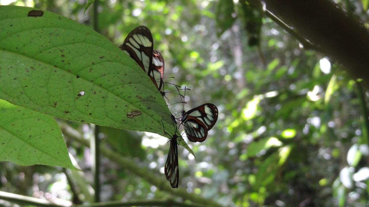 Colombia es líder en el Global Big Day de aves. El turno es de las mariposas: ¿Cómo ayudar?