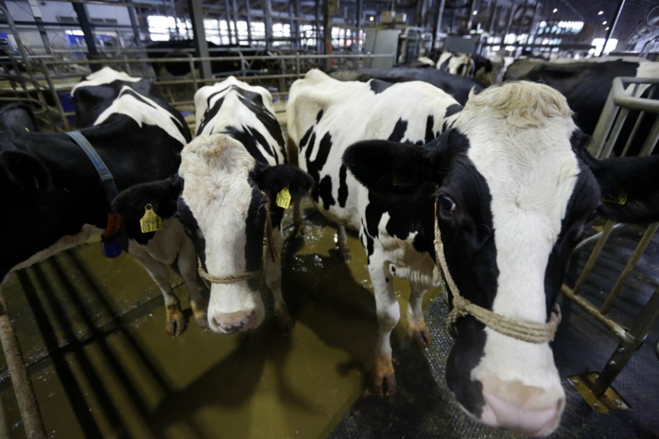 En 4 % aumentó precio base que se paga al productor de leche