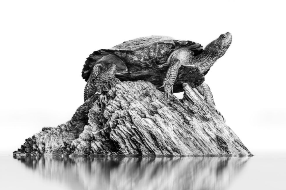 Categoría en blanco y negro: Christopher Baker tomó la foto de una tortuga de estanque adulta mientras posaba sobre un tronco, disfrutando del sol matutino.