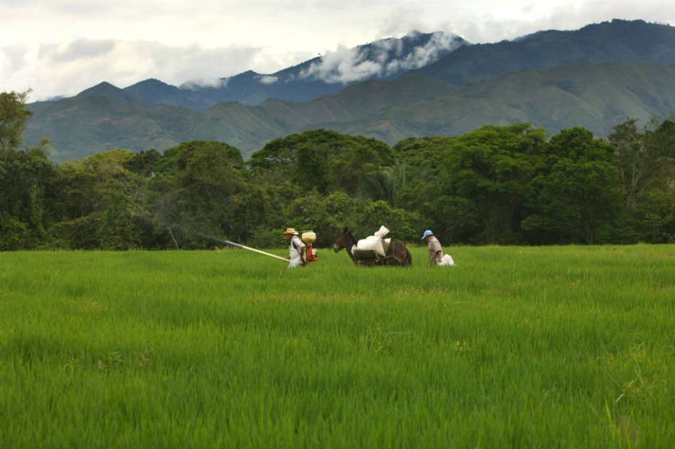 Minería amenaza cultivos de arroz