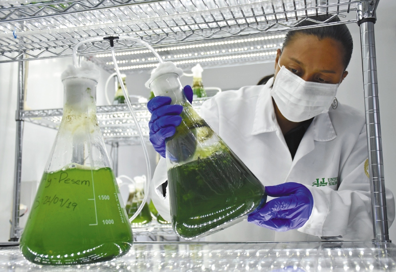 Así se están usando las microalgas para descontaminar ciénagas en Colombia