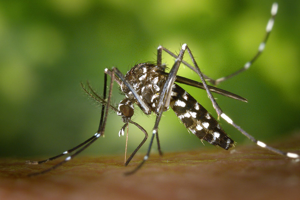 Alerta por posible brote de dengue en el Caribe