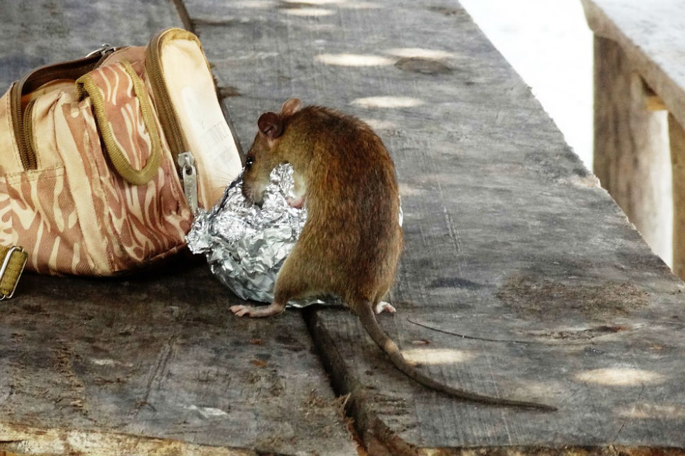 Así es como Nueva York se propone acabar con sus ratas