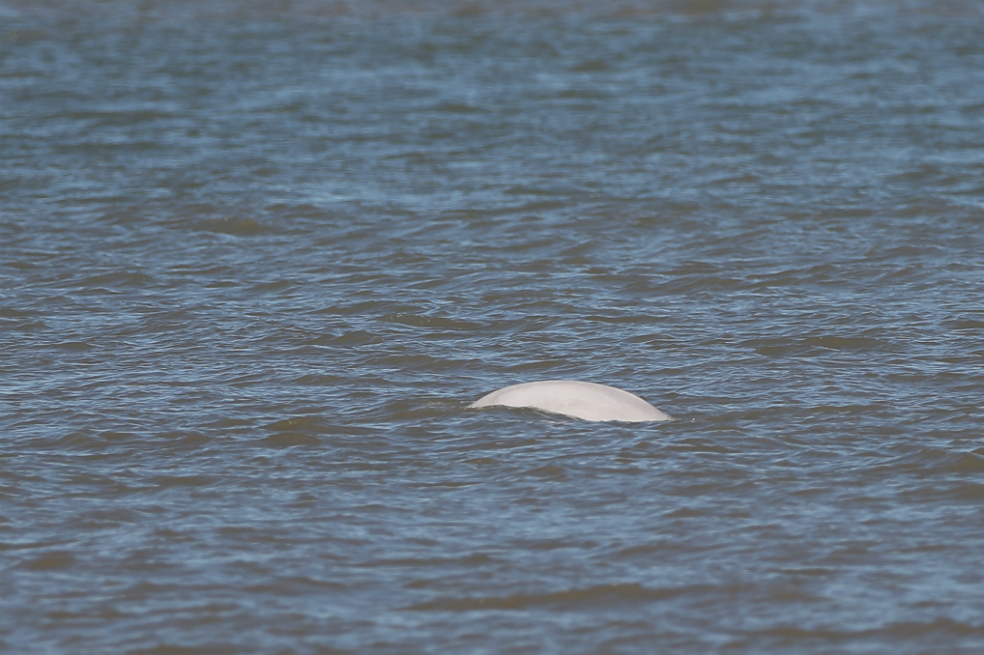 Encontraron una ballena beluga en el río Támesis