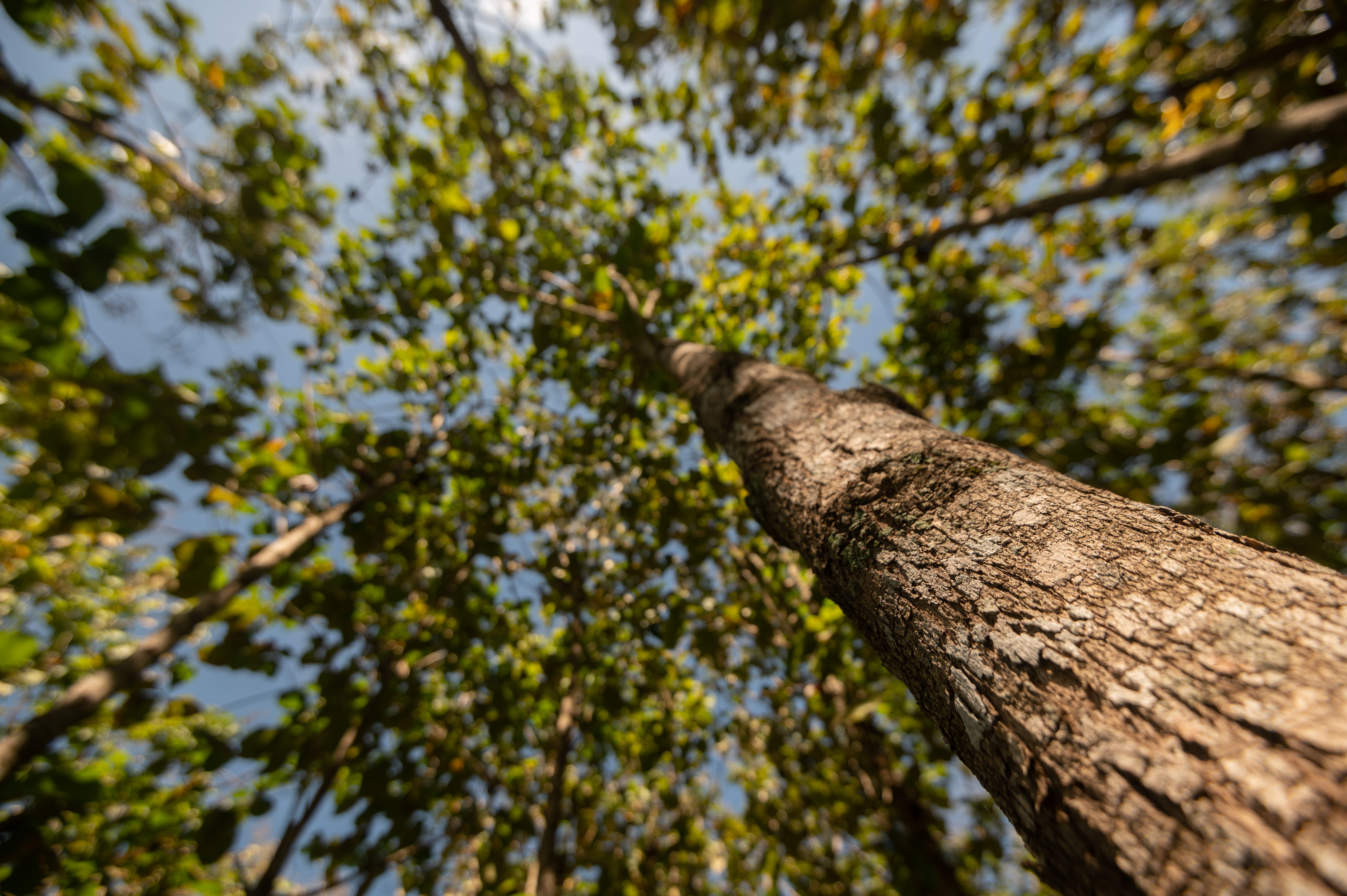 Reforestación.