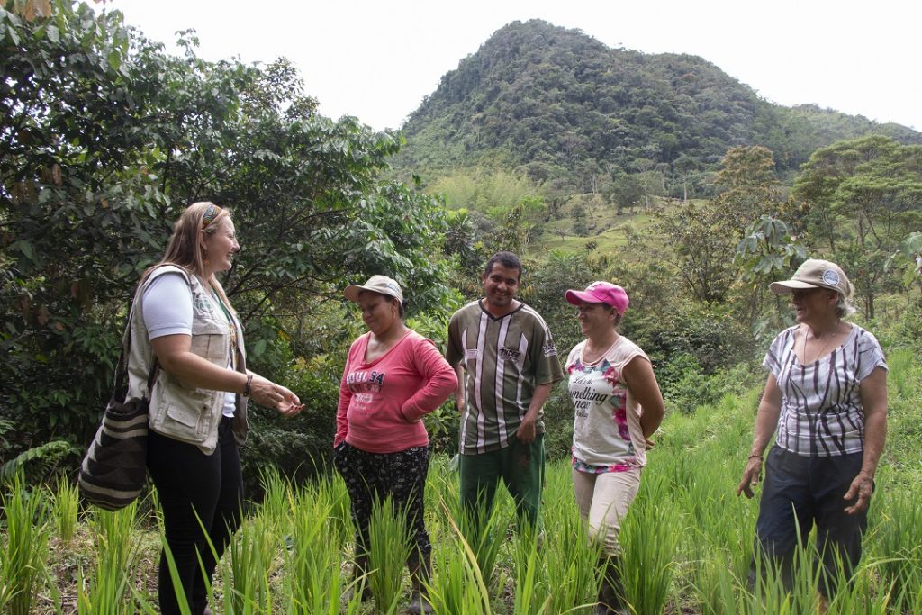 ARROZ SECANO, MEDIDA DE ADAPTACIÓN Y RESILIENCIA AL CAMBIO CLIMÁTICO