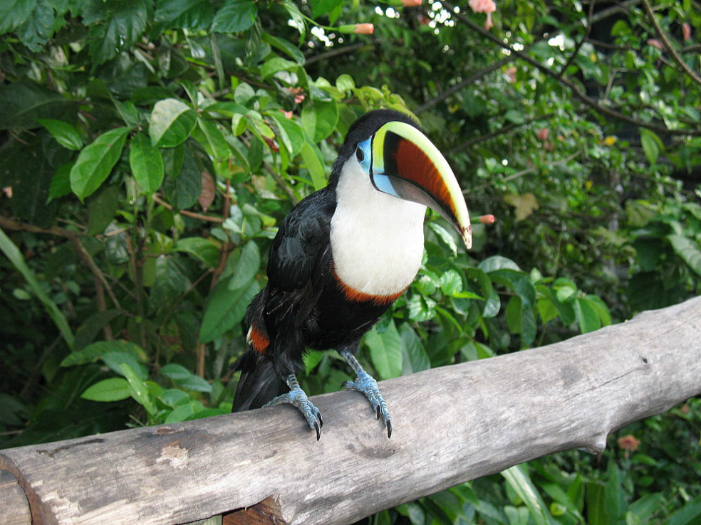 Cultivo de palma africana redujo el 90% de las aves en el pidemonte llanero