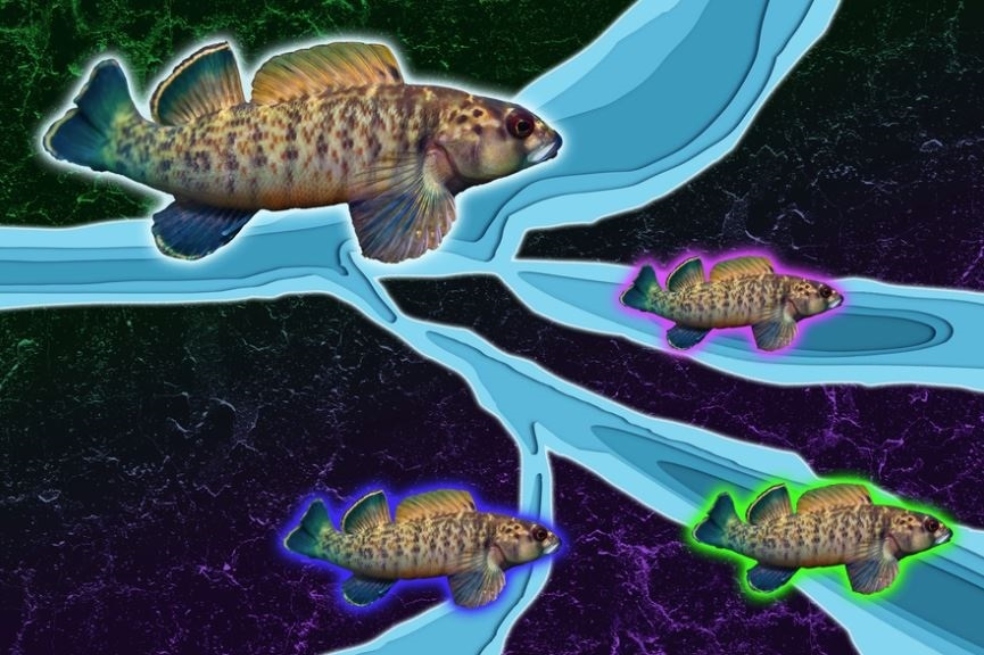 Erosión de los ríos puede ser un factor clave en la diversidad de especies de peces