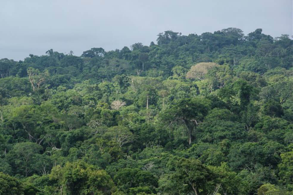 Cerca de 12 migrantes han muerto este año en la selva colombo-panameña
