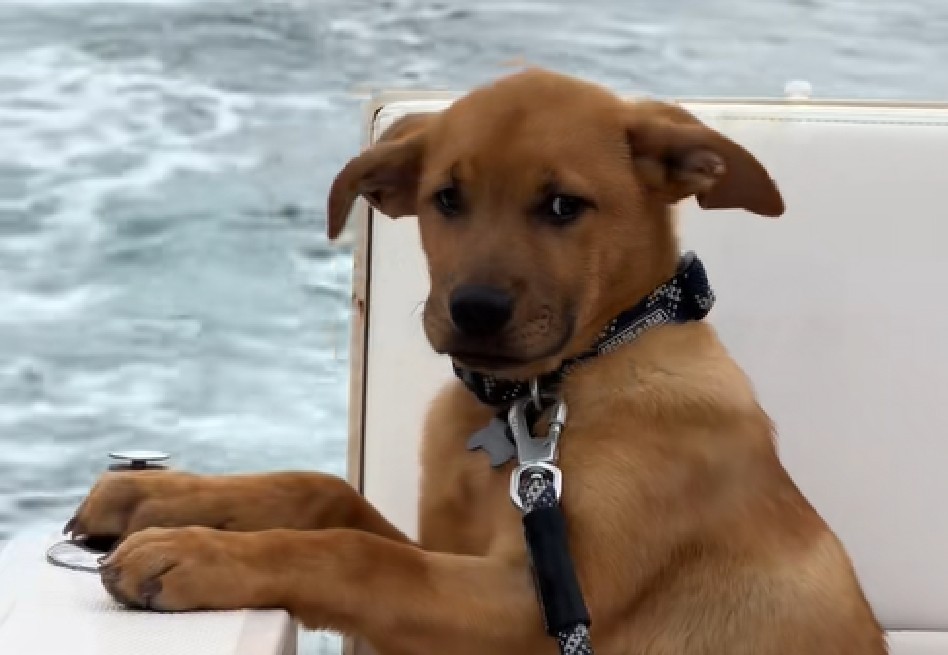 Especialistas en rescate animal señalan que los perros que han vivido situaciones de abuso o negligencia suelen enfrentar un proceso de adaptación complejo al llegar a un nuevo hogar.