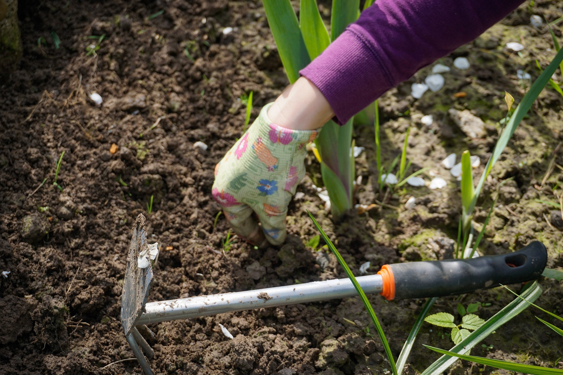 ¿Cuál es la mejor hora para abonar las plantas?