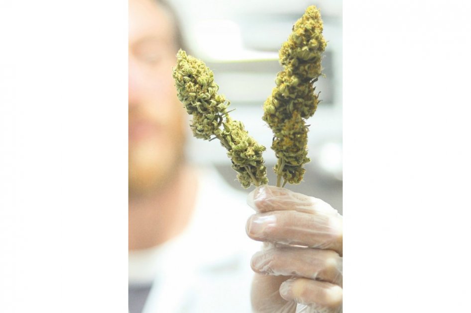 Marihuana medicinal, el primer paso para legalizarla
