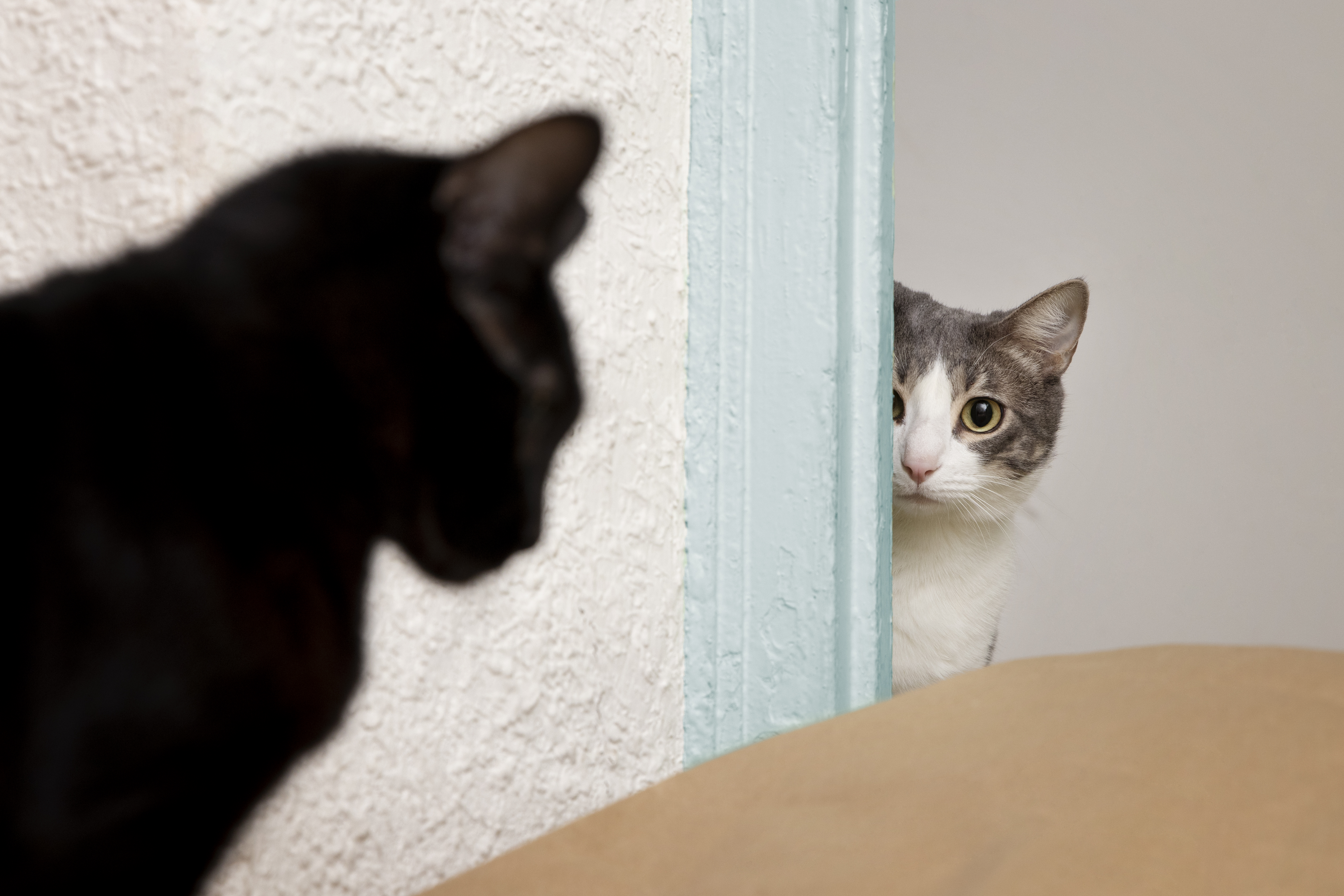 ¿Cuánto tiempo puede un gato estar sin ver a su dueño?