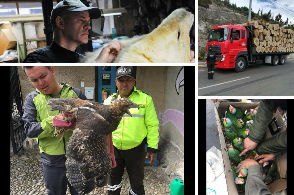 Los logros de “Tormenta”, la operación internacional contra tráfico ilegal de fauna y madera