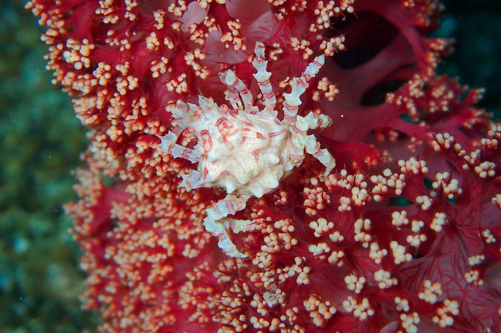 Los arrecifes de moluscos australianos, un desastre ecológico desconocido