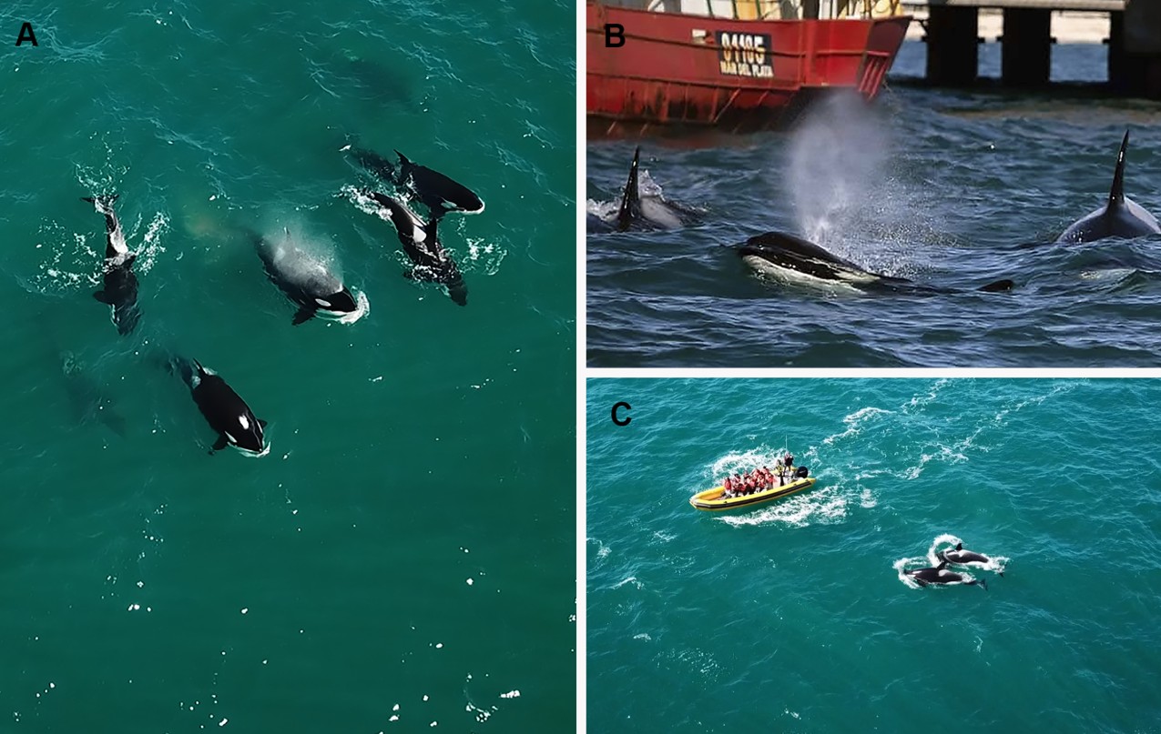 Huir de las orcas podría estar llevando a los delfines a vararse en la Patagonia argentina