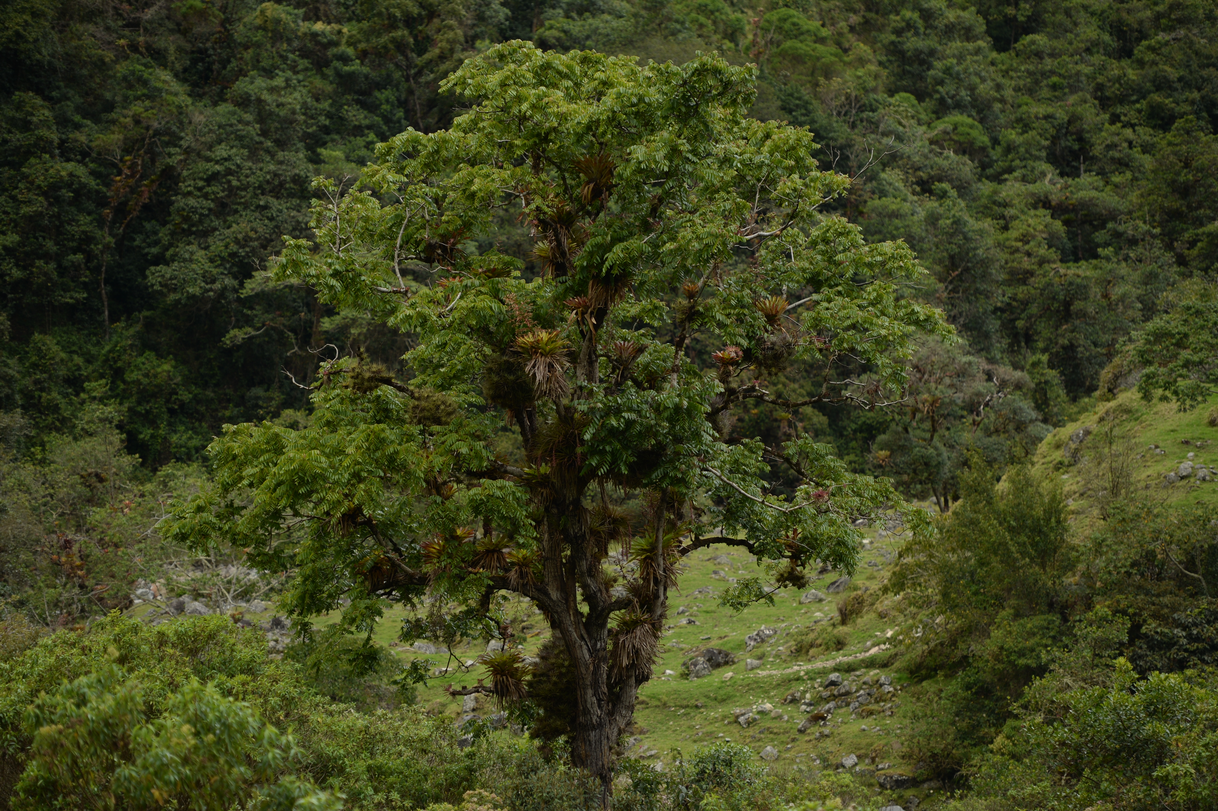 En Tolima, las comunidades se unieron para salvar un árbol en peligro de extinción