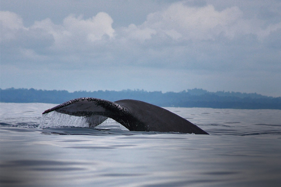 En el departamento de Nariño hay muy buenas ofertas para ver ballenas. Bocagrande es un pequeño paraíso lleno de biodiversidad.