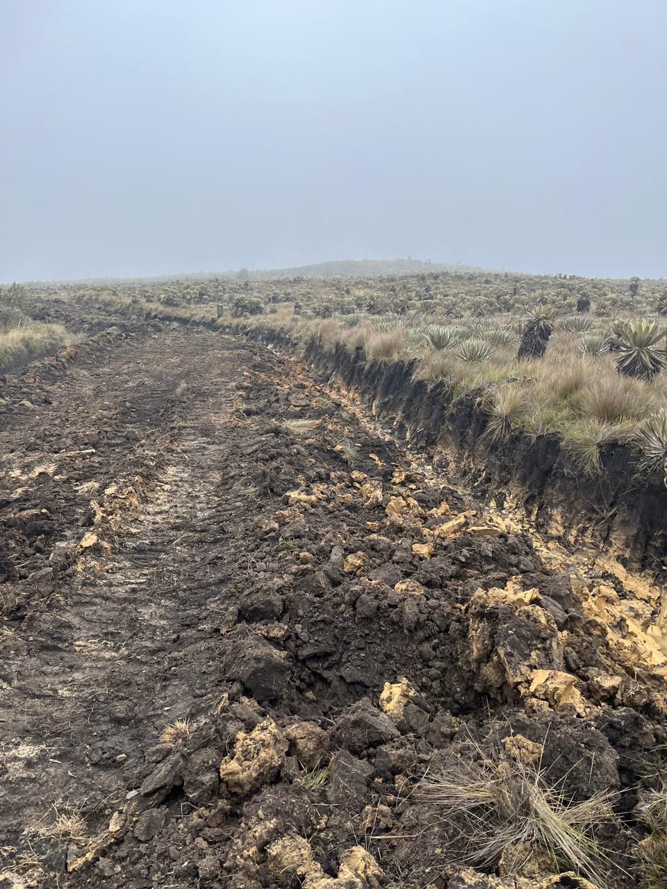 Maquinaria pesada arrasó con frailejones en páramo de Boyacá