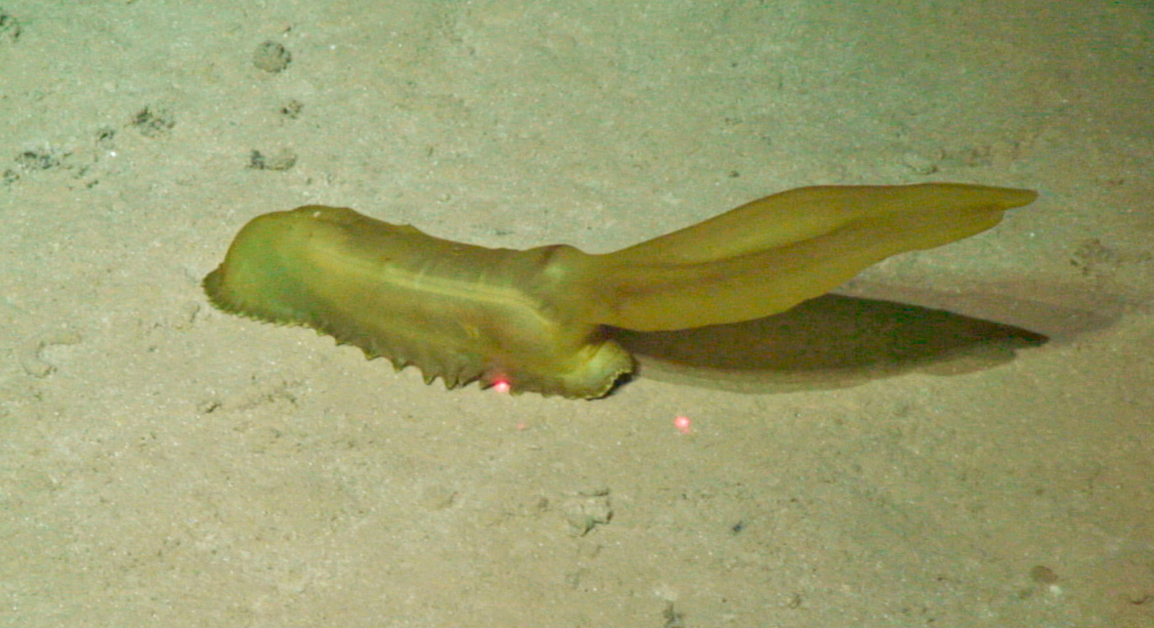 En imágenes: algunas especies que científicos encontraron en el fondo del océano