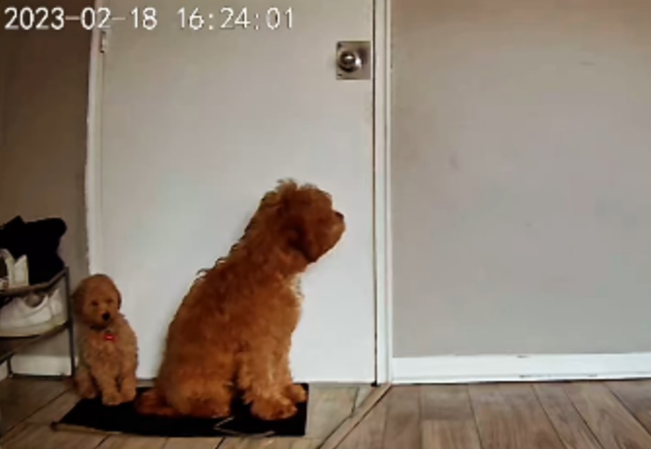 Esta fue la emotiva reacción de dos perros al ver a su dueña: el video se volvió viral