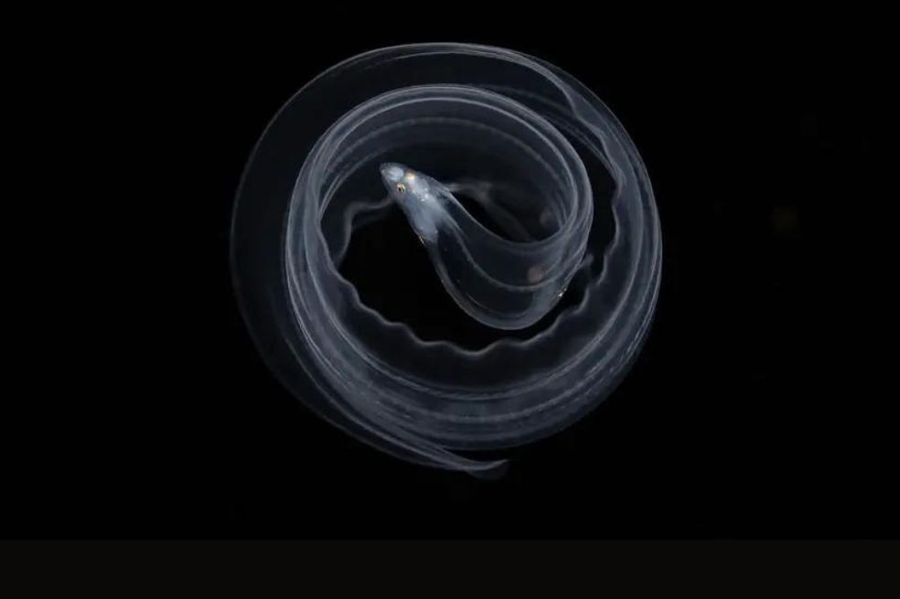 Submarino:
Yi Lin Tseng llamó a su imagen Enredo y consiste en el comportamiento de una larva de morena cuando se siente amenazada.