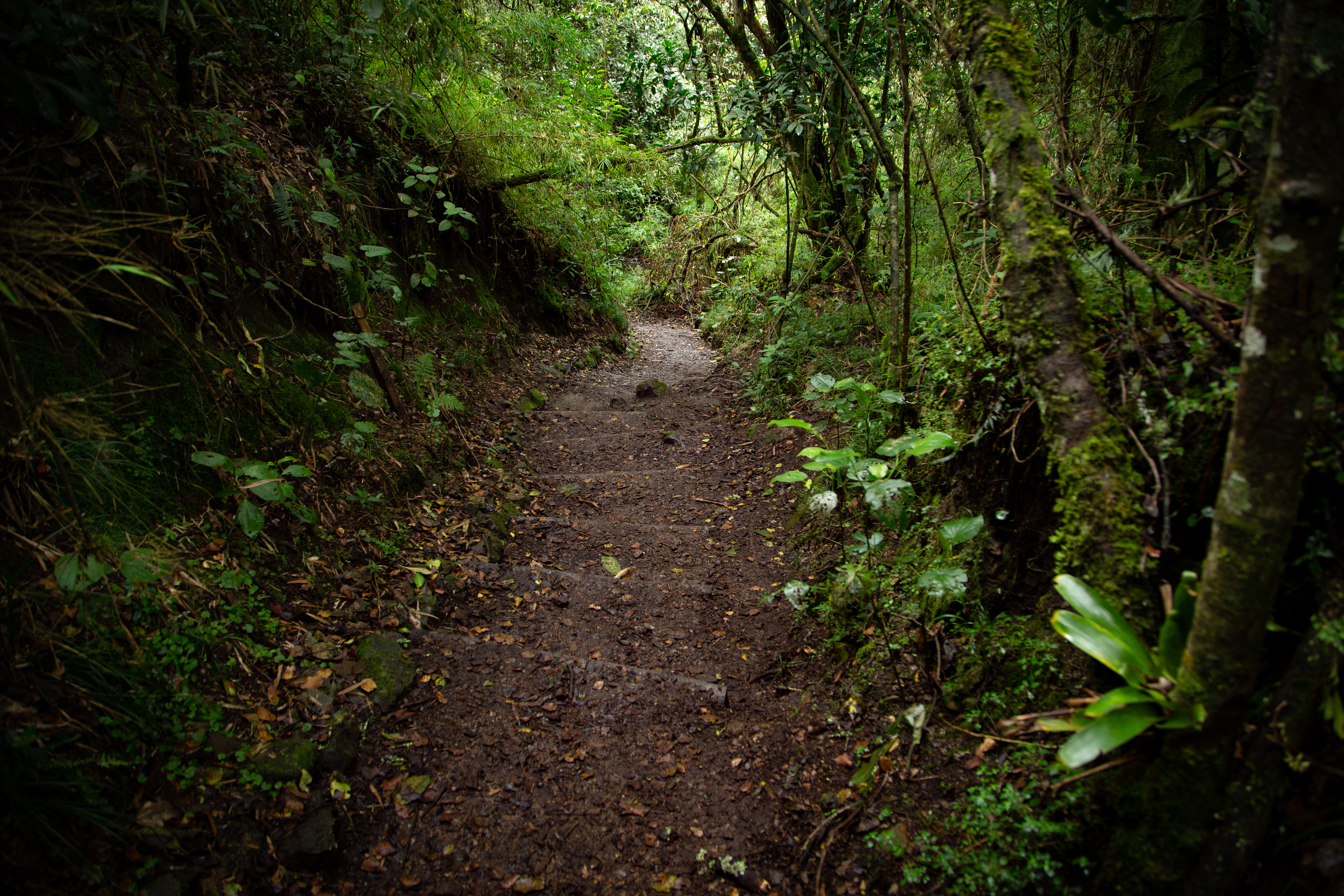 Senderos de los cerros orientales reabrieron, ¿cómo agendar una visita?