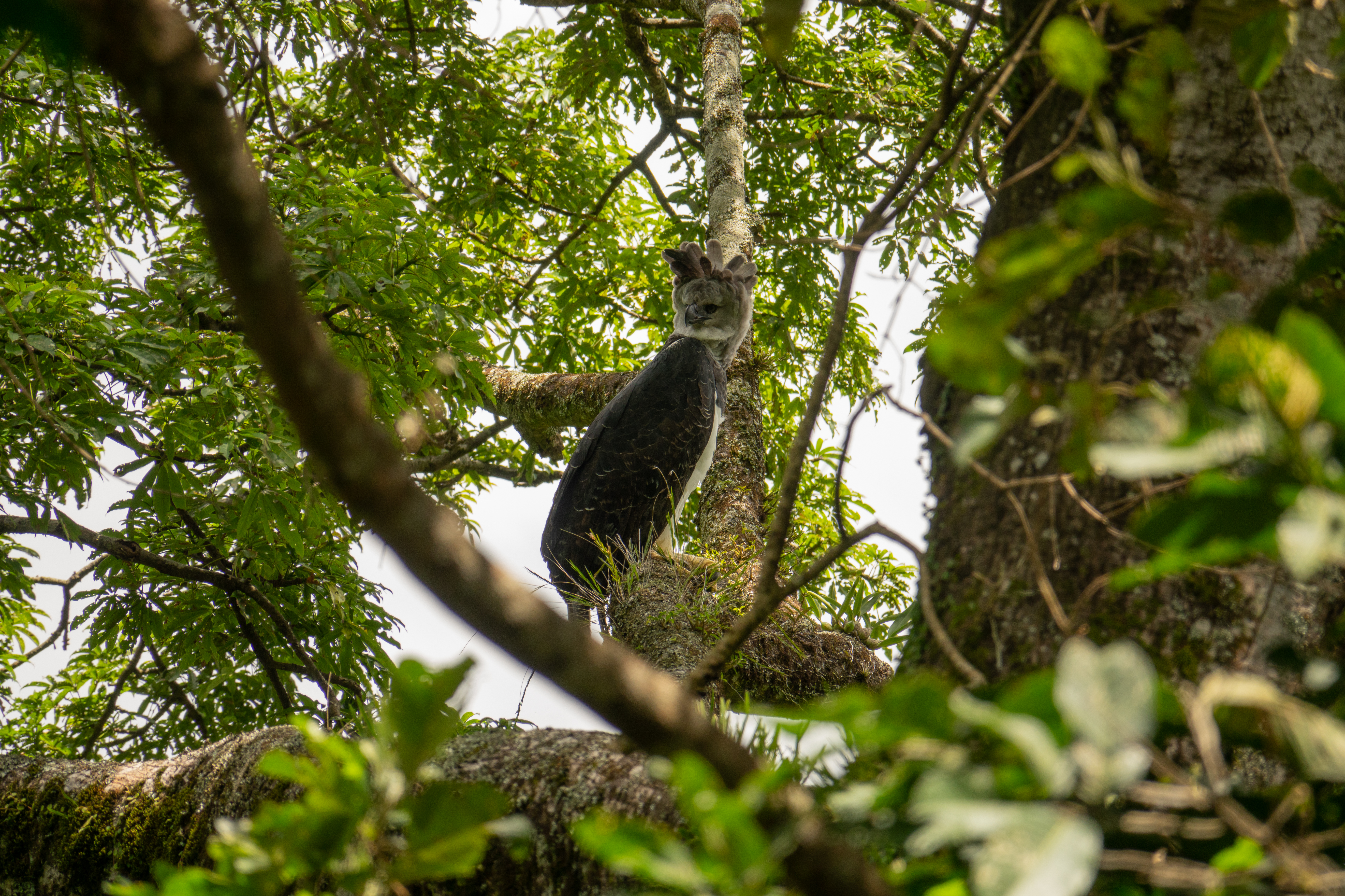 El águila arpía ("Harpia harpyja") es una de las más grandes de los bosques de Colombia.