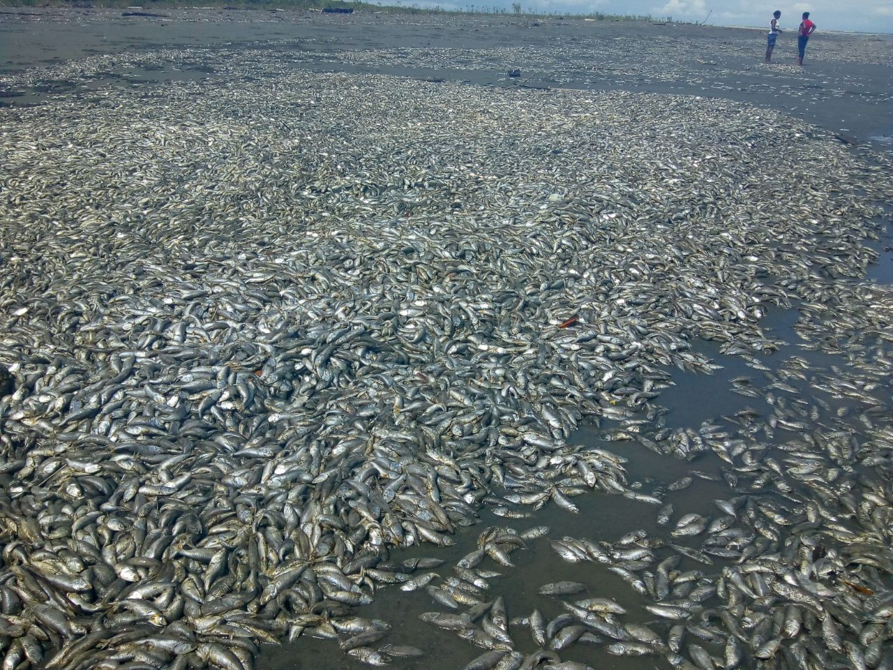Catástrofe ambiental en el litoral de San Juan por mortandad de centenares de peces