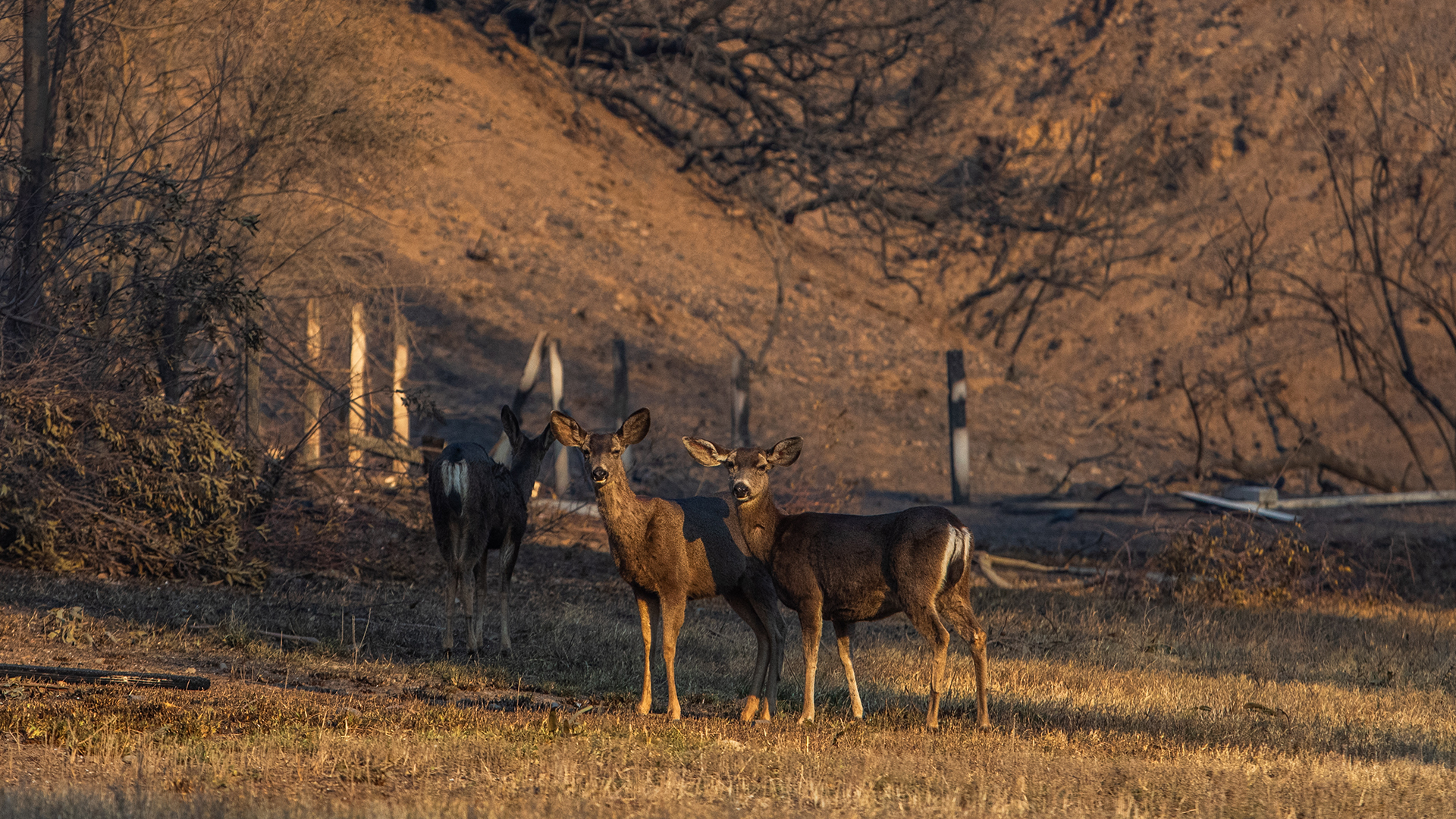 Cientos de animales vulnerables por los incendios de Los Ángeles